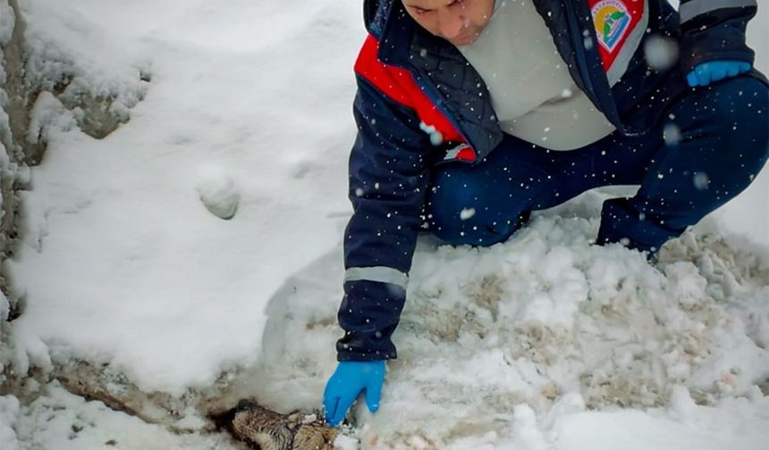 Yaralı halde bulunan kurt tedavi altına alındı