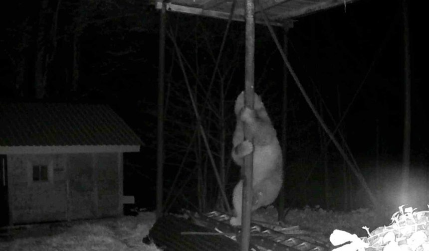 Aç kalan ayı kovanlara ulaşmak için düz demire tırmanmaya çalıştı