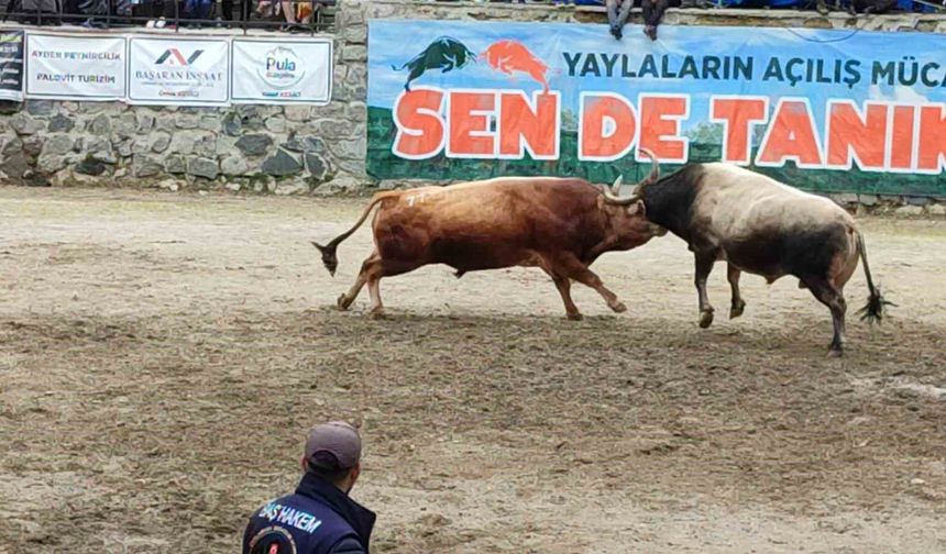 Ayder'de boğa güreşleri heyecanı yaşandı