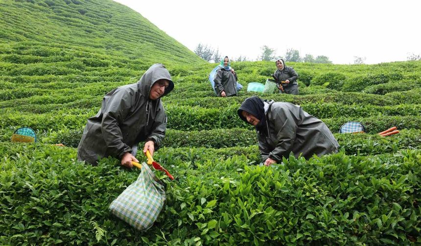 Rize'de çay tarımı yeniden şekilleniyor: Migros'tan stratejik adım