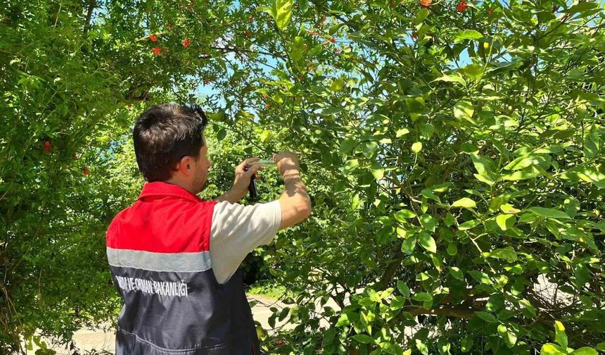Rize'de kokarca zararlısına karşı doğaya 'Samuray Arısı' salındı