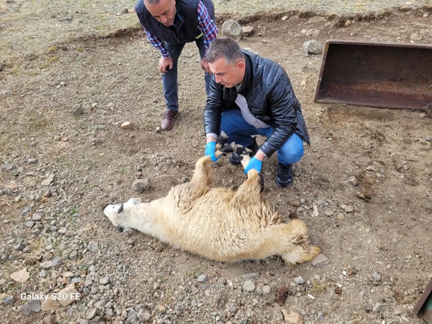 Bayburt'ta 50’den Fazla Koyun Kurt Saldırısından Telef Oldu