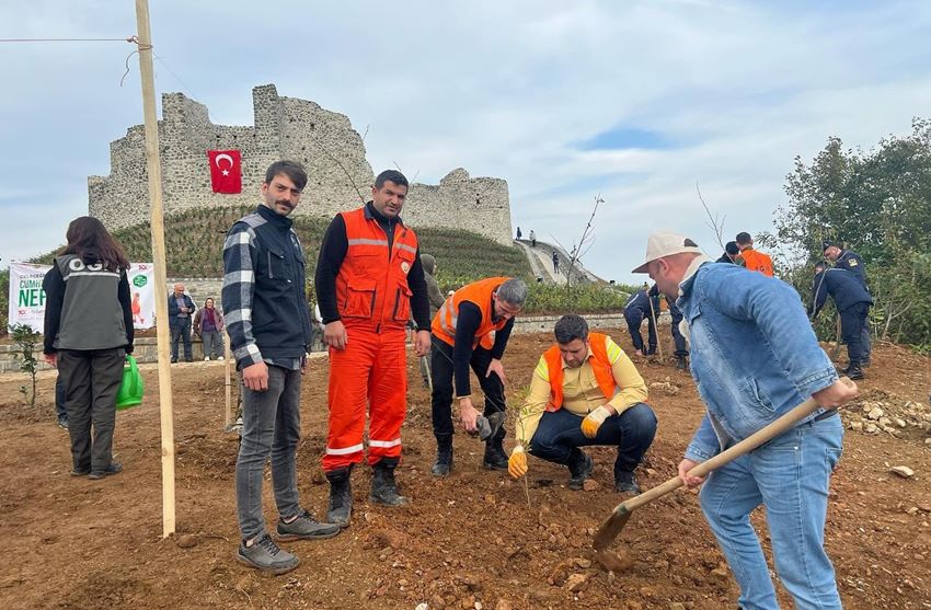 Ciha Kalesi Narenciye Fidanları İle Yeşerecek