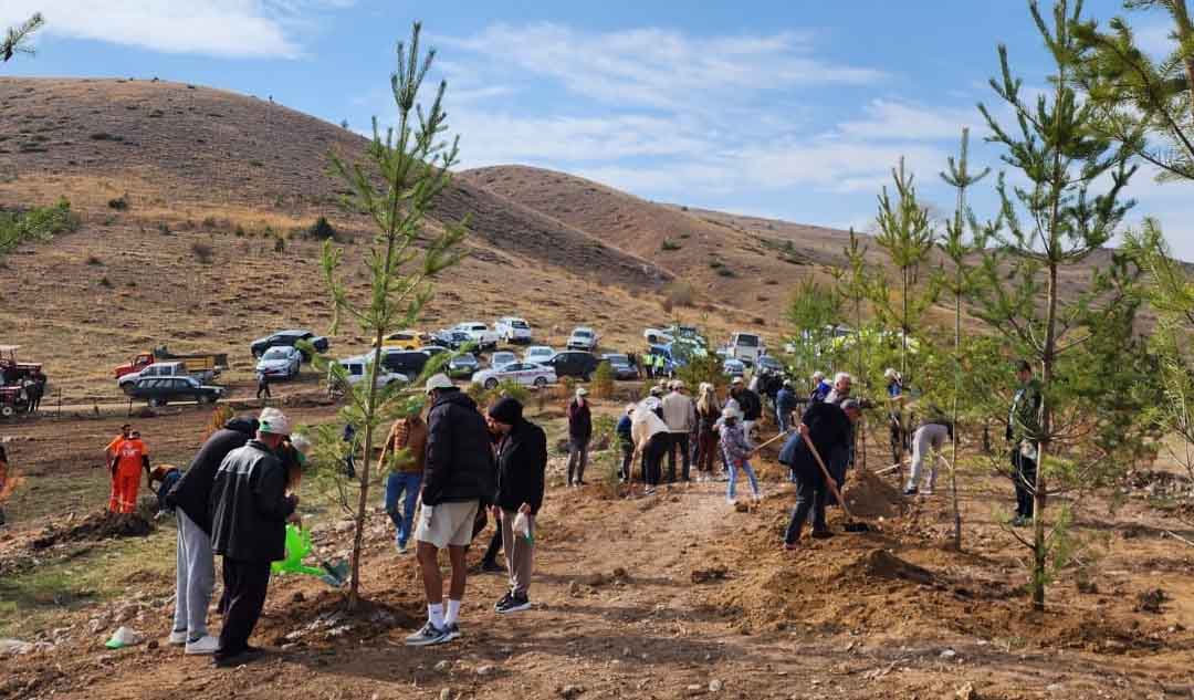 AĞAÇLANDIRMA DOĞU KARADENİZ (4)