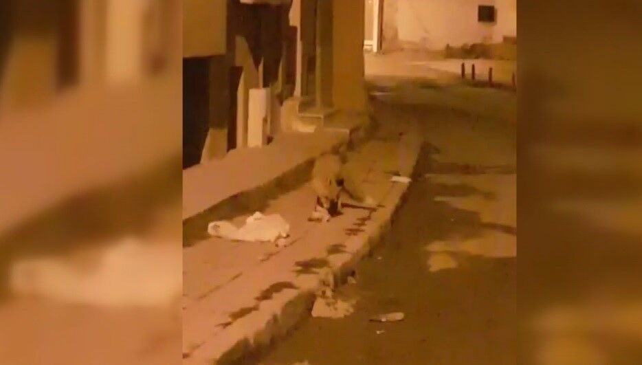 Bayburt'ta Aç Kalan Tilki Şehir Merkezine İndi