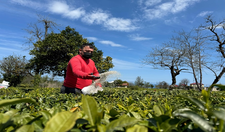 Rize’de 2024 Yılı Yaş Çay Sezonu Için Hazırlıklar Sürüyor (3)
