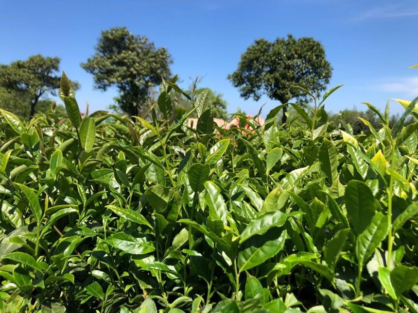 Rize’de 2024 Yılı Yaş Çay Sezonu Için Hazırlıklar Sürüyor (4)