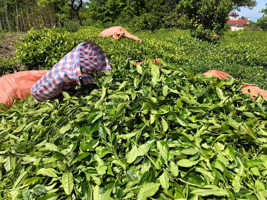 Rize’de 2024 Yılı Yaş Çay Sezonu Için Hazırlıklar Sürüyor (5)