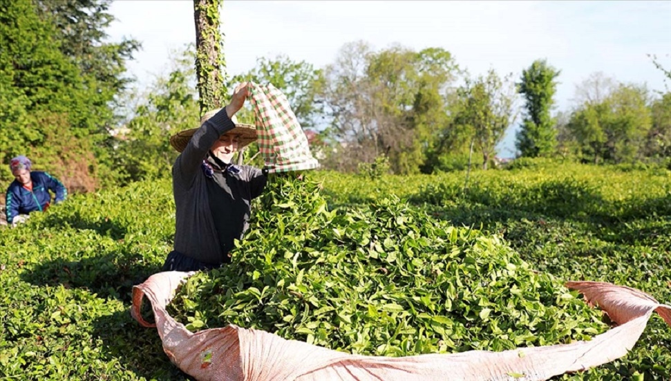 Türk Çayının 4 Aylık İhracatı 10,4 Milyon Doları Aştı
