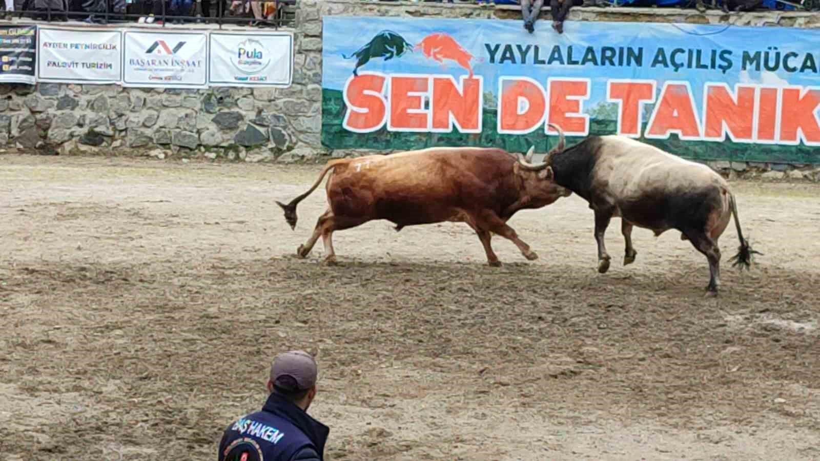 Ayder'de boğa güreşleri heyecanı yaşandı