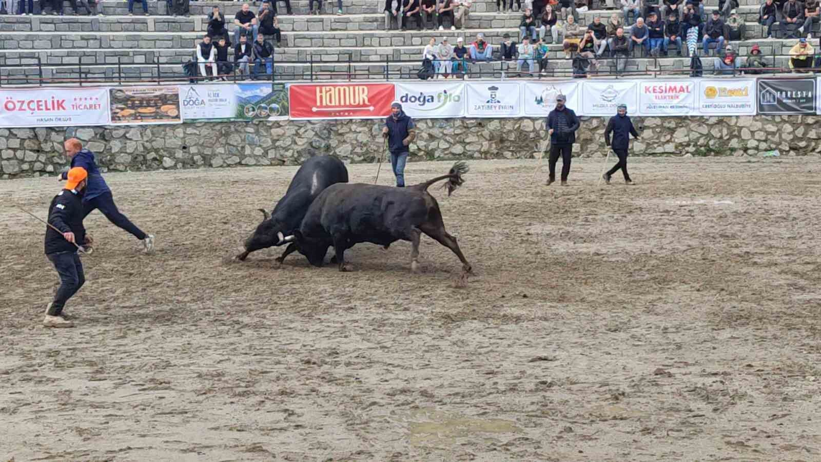 Ayder'de boğa güreşleri sağanak yağışa rağmen heyecanlı başladı