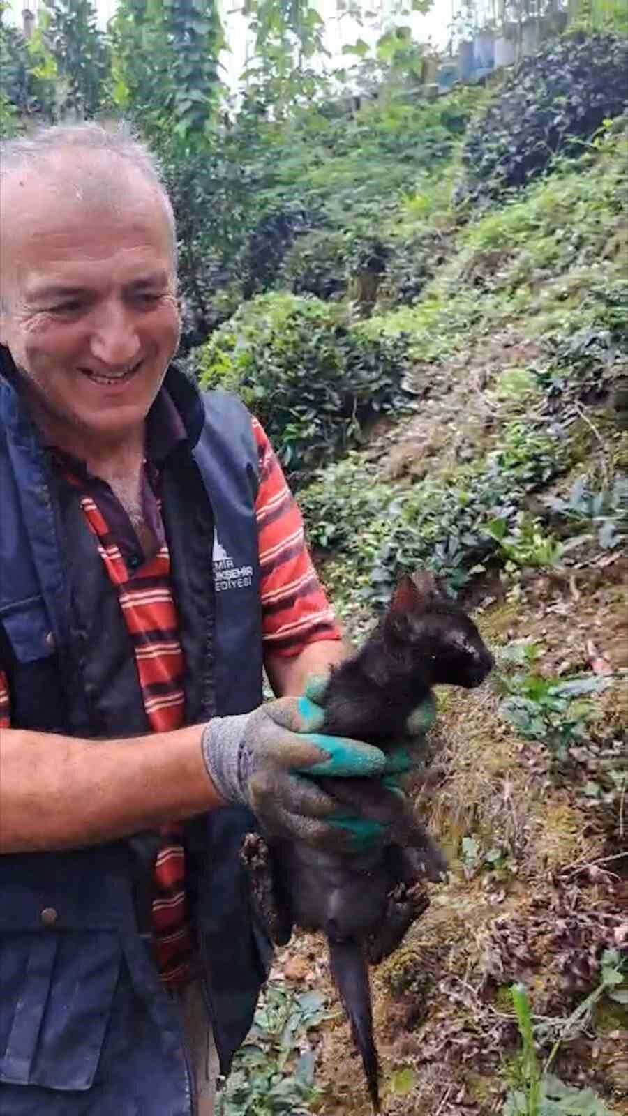 Rize'de 4 gündür boru içinde sıkışan kediyi çay üreticileri kurtardı