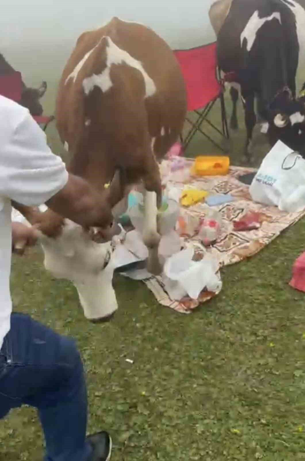 Rize'de piknik masasının davetsiz misafirleri ile piknikçiler arasında güldüren kovalamaca